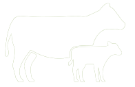 species cows calves