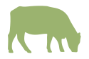 species green calf