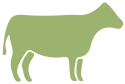 species green cow
